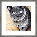 Cat's Eyes Framed Print