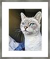 #catsofinstagram #cats #cat #catmodel Framed Print