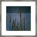 Cattails At Cootes Paradise Framed Print