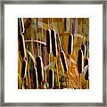 Cattails Shine Framed Print