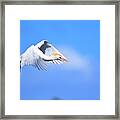 Cattle Egret In Flight Framed Print