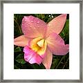 Cattleya Hybrid Orchid Framed Print