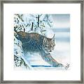Caught In The Open Framed Print
