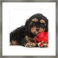 Cavapoo With Red Rose Framed Print