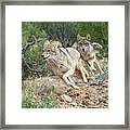 Coyote Chase Framed Print