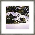 Cedar And Snow Framed Print