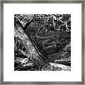 Cedar And Swamp Framed Print