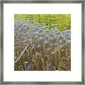 Cenaiko Lake Framed Print