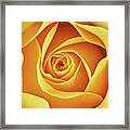 Center Of A Yellow Rose Framed Print