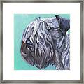 Cesky Terrier Framed Print
