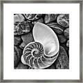 Chambered Nautilus Shell  On River Stones Framed Print