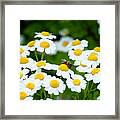 Chamomile Pollinating Framed Print