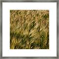 Changing Wheat Framed Print