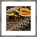 Chanterell Mushrooms Framed Print