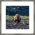 Charging Grizzly Framed Print
