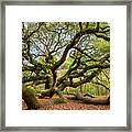 Charleston Sc Angel Oak Tree South Carolina Landscape Framed Print