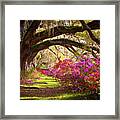 Charleston Sc Magnolia Plantation Gardens - Memory Lane Framed Print