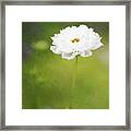 Charming White Cosmos Framed Print