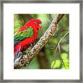 Chattering Lory Framed Print