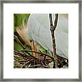 Checking The Nest Eggs Framed Print