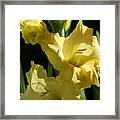 Cheerful Gladiolus Framed Print