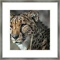 Cheetah 2 Framed Print