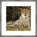 Cheetah Encounter Framed Print