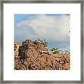 Cheetah Hilltop Leap Framed Print