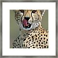 Cheetah Licking Framed Print