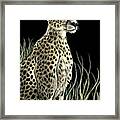 Cheetah Framed Print