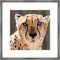 Cheetah Framed Print
