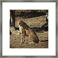 Cheetah Sitting Pretty Framed Print