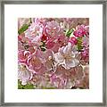 Cherry Blossom Closeup Framed Print