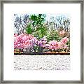 Cherry Blossom Day Framed Print