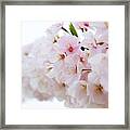 Cherry Blossom Focus Framed Print
