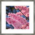 Cherry Blossom Springtime By Kaye Menner Framed Print