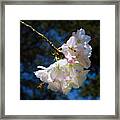 Cherry Blossoms And Bee Framed Print