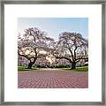 Cherry Blossoms At The University Of Washington Framed Print