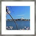 Cherry Blossoms In Dc Framed Print