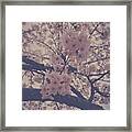 Cherry Blossoms In Seattle Framed Print