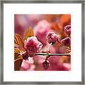 Cherry Blossoms Framed Print