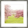 Cherry Confection Framed Print