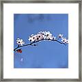 Cherry Flowers With Lens Flare Framed Print