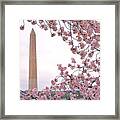 Cherry Washington Framed Print