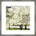 Cherry Trees In Blossom Framed Print