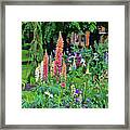 Chester England Lupines  6830 Framed Print
