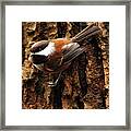 Chestnut-backed Chickadee On Tree Trunk Framed Print