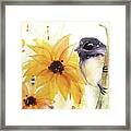 Chickadee And Sunflowers Framed Print