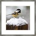Chickadee In The Snow Framed Print