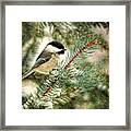 Chickadee On A Snowy Tree Framed Print